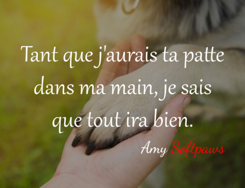 Citation animal de compagnie