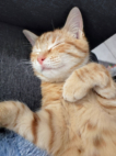 Un chat roux endormi