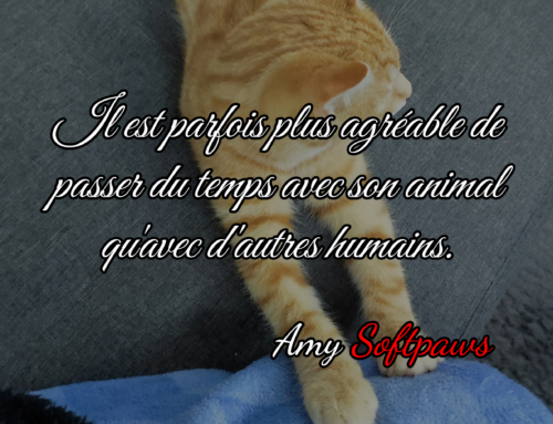 Citation animal de compagnie