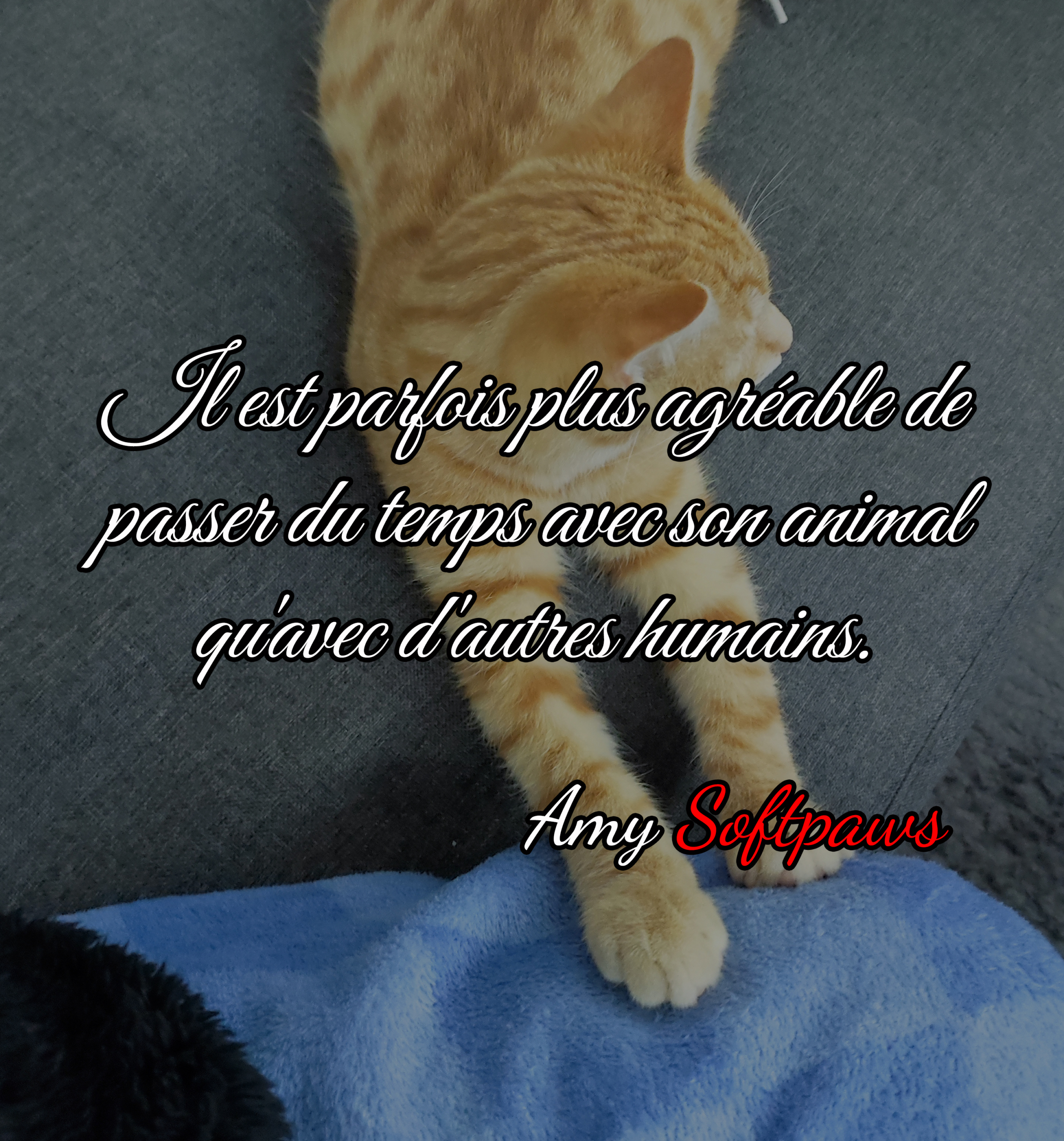 Photo d’un chat roux allongé sur un canapé gris, les pattes étendues vers une couverture bleue. Une citation est inscrite au centre de l’image : « Il est parfois plus agréable de passer du temps avec son animal qu’avec d’autres humains. » La signature “Amy Softpaws” apparaît en bas à droite, avec “Softpaws” écrit en rouge.